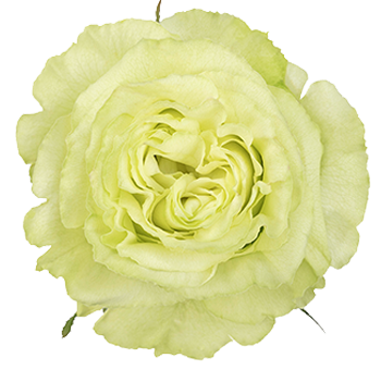 Green Extra Long Stem Roses 30 inch unique green roses for modern wedding flowers and luxury floral arrangements.