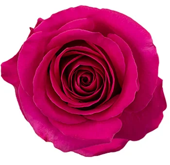 Hot pink extra long stem roses vibrant roses for wedding bouquets and floral arrangements.