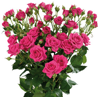 Bunch of bold hot pink spray roses with multiple blooms per stem, surrounded by lush green foliage, adding a vibrant and striking touch to floral arrangements.