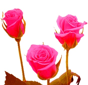 Hot Pink Sweetheart Roses featuring three vibrant petite blooms with delicate petals, ideal for romantic bouquets, intimate floral arrangements, and elegant designs.