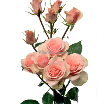 Cluster of Ilse pink spray roses in various stages of bloom, ideal for adding elegance and charm to floral designs for weddings and events.