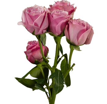 Cluster of Lavender Irishka Spray Roses with soft lavender blooms on a single stem.