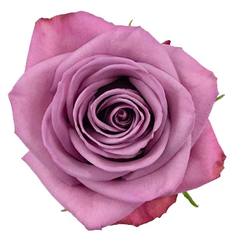 Lavender Extra Long Stem Roses 30 inch soft purple roses for wedding bouquets and elegant floral arrangements.