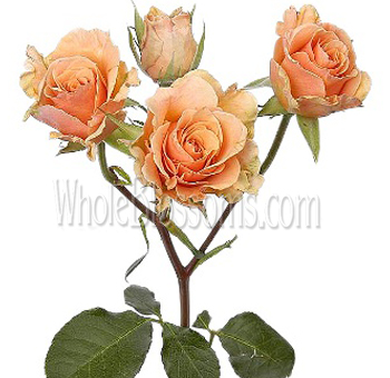 Close-up of Peach Orange Spray Roses with multiple petite blooms.