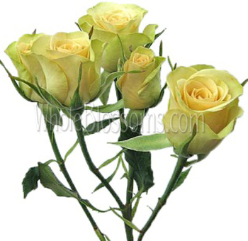 A bouquet of Light Yellow Spray Roses with multiple delicate blooms per stem, showcasing their soft golden hue.