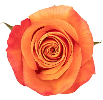 Bright orange extra long stem roses with vibrant blooms perfect for wedding bouquets and floral designs.