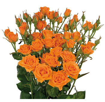 Bunch of vibrant orange spray roses with multiple blooms per stem, surrounded by dark green foliage, adding a warm and lively touch to floral arrangements.