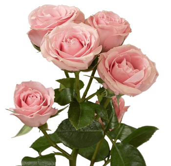 A lush cluster of Pink Irishka Spray Roses with soft pink petals and rich green foliage.