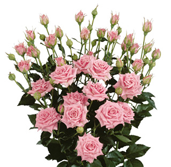 A lush bundle of pink spray roses with multiple blooms per stem.