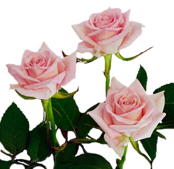 Three pink sweetheart roses in bloom with lush green foliage.