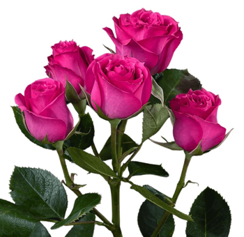 Bulk bunch of Purple Irishka Spray Roses showcasing multiple stems with bold hot pink blooms for arrangements.