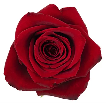 Red Extra Long Stem Roses 30 inch wholesale roses for weddings bouquets and elegant floral arrangements.