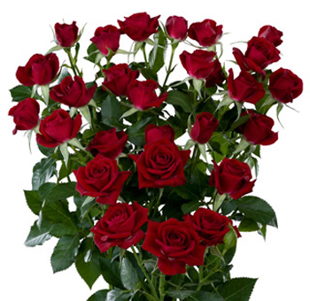 Bunch of vibrant red spray roses with multiple blooms per stem, surrounded by lush green foliage, adding a bold and romantic touch to floral arrangements.