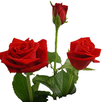 Elegant red sweetheart roses in bloom, ideal for romantic floral arrangements, weddings, or special occasions.