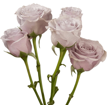 Silver Mikado spray roses with shimmering tones, ideal for weddings, small gifts, or elegant floral styling.