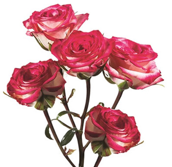 Electra bicolor spray roses blend pink elegance and contrast, ideal for standout wedding florals and chic flower gifts.