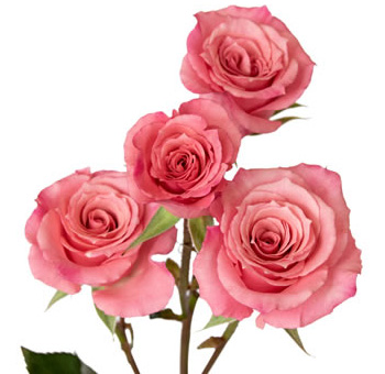 Eva coral pink spray roses bring lively warmth and flair to wedding florals, gift arrangements, and festive event designs.