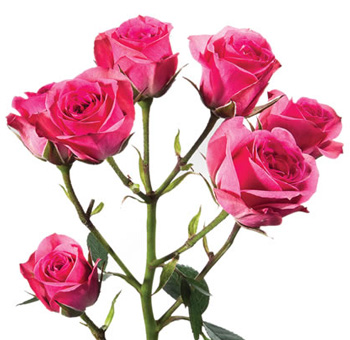 Gracia dark pink spray roses offer bold romance and depth, perfect for vibrant wedding bouquets and premium floral décor.