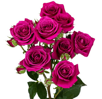 Hot Majolica spray roses shine in rich magenta tones, perfect for passionate wedding florals and fresh cut rose designs.