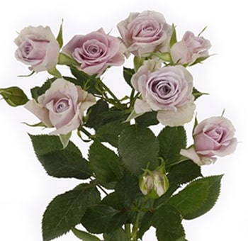 Delicate lavender spray roses bring soft whimsy, ideal for romantic weddings, premium events, or floral gifts.