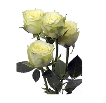 Bunch of green spray roses with a soft yellow tint, featuring multiple blooms per stem and dark green foliage, adding a unique and subtle color variation to floral arrangements.