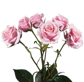 Majolica pink spray roses showcase vintage charm and grace, perfect for wedding bouquets and timeless floral styling.