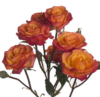 Mambo bicolor orange spray roses add vibrant energy to wedding florals, festive centerpieces, and event-ready bouquets.