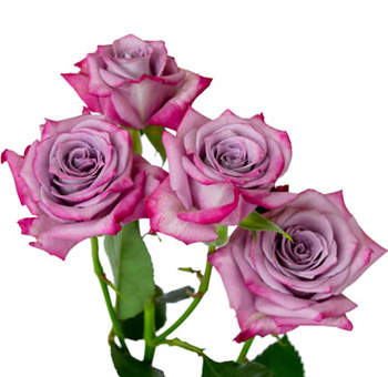 Ocean Mikado lavender spray roses evoke soft coastal romance, ideal for weddings, gifting, and dreamy floral arrangements.