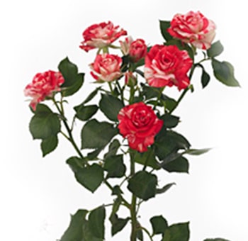 Bunch of white spray roses with pink bicolor accents, surrounded by lush green foliage, creating a vibrant and elegant floral display.