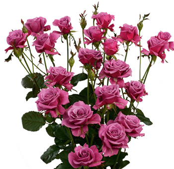 Bunch of purple lavender spray roses, featuring numerous blooms per stem, with rich purple hues and lush green foliage, adding a striking and elegant element to floral designs.
