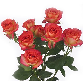Bunch of bicolor spray roses with vibrant red petals transitioning to soft ivory near the center, surrounded by lush green foliage, adding a striking and elegant contrast to floral arrangements.