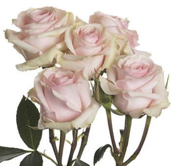 Starblush blush pink spray roses offer delicate romance, ideal for weddings, soft-toned arrangements, and floral gifts.