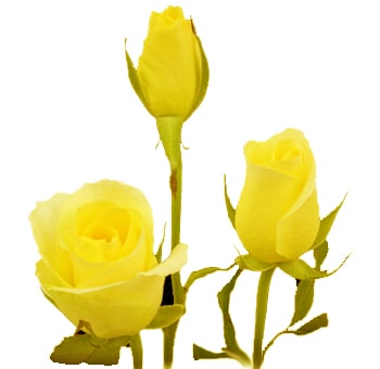 Bright and cheerful Yellow Sweetheart Roses, perfect for weddings, bridal showers, and charming floral gifts.
