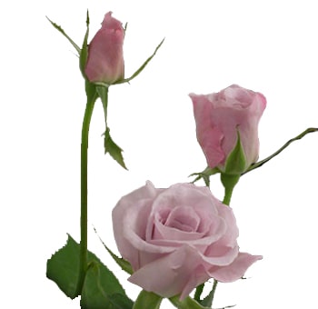 Delicate and dreamy Sweetheart Lavender Roses enhance romantic weddings, anniversaries, and special occasion florals.