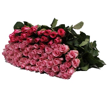A large bundle of Mixed Sweetheart Pink Roses in varying shades of soft blush and deep pink.
