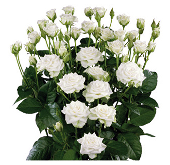 Bunch of white spray roses with multiple blooms per stem, surrounded by lush green foliage, adding a delicate and elegant touch to floral arrangements.
