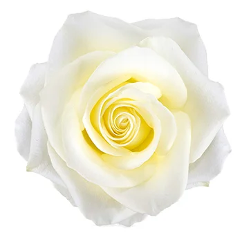 Fresh white extra long stem roses 30 inch elegant wedding roses in bulk.