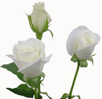 Classic White Sweetheart Rose exudes purity and elegance, ideal for romantic weddings and premium floral décor.