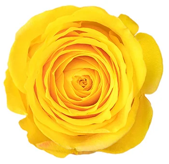 Yellow Extra Long Stem Roses 30 inch bright yellow roses for cheerful wedding flowers and elegant floral arrangements.