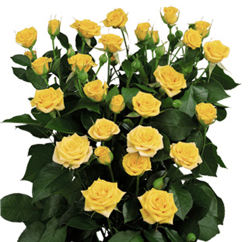 Bunch of cheerful yellow spray roses with multiple blooms per stem, surrounded by vibrant green foliage, adding a bright and joyful touch to floral arrangements.