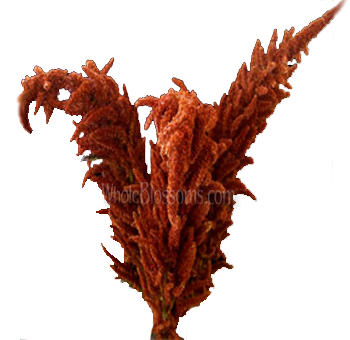 Brown bronze upright amaranthus adds rustic elegance to weddings, events, and premium floral arrangements.