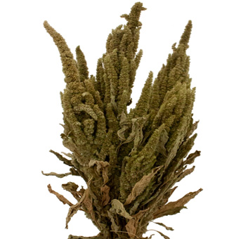 Amaranthus Dried Upright Green stems for wedding bouquets, centerpieces, floral arrangements and natural home décor.