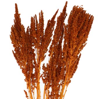 Amaranthus Dried Upright Orange stems for wedding bouquets, fall centerpieces, floral arrangements and rustic home décor.