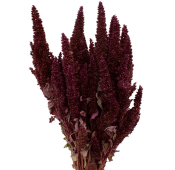 Dry Upright Burgundy Dark Red Amaranthus dried flowers for wedding centerpieces, fall bouquets, floral arrangements and décor.