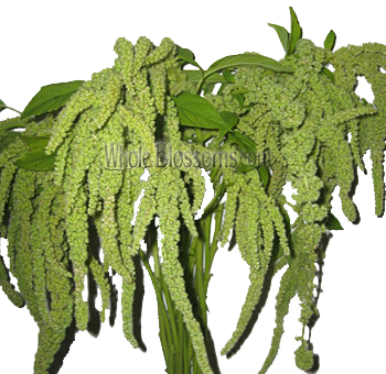Green hanging Amaranthus with long, flowing tendrils of tiny clustered blooms, perfect for adding texture and cascading elements to floral arrangements.