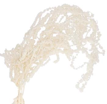 Amaranthus Preserved Hanging Bleached