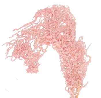 Amaranth