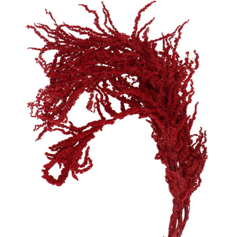 Amaranth