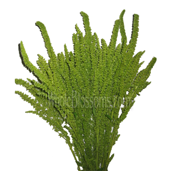 Upright green amaranth flowers bring structure and grace to weddings, events, and floral installations.