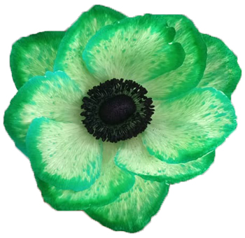 Green Anemone